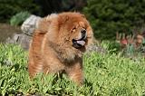 CHOW CHOW 639